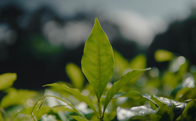 folha de planta com fundo desfocado