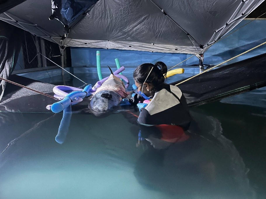 imagem de um tubarão numa piscina sendo cuidado por uma veterinária