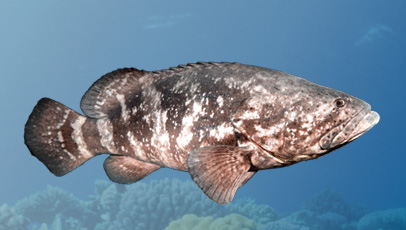 imagem do peixe mero