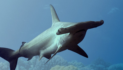 imagem do turbarão-martelo recortado