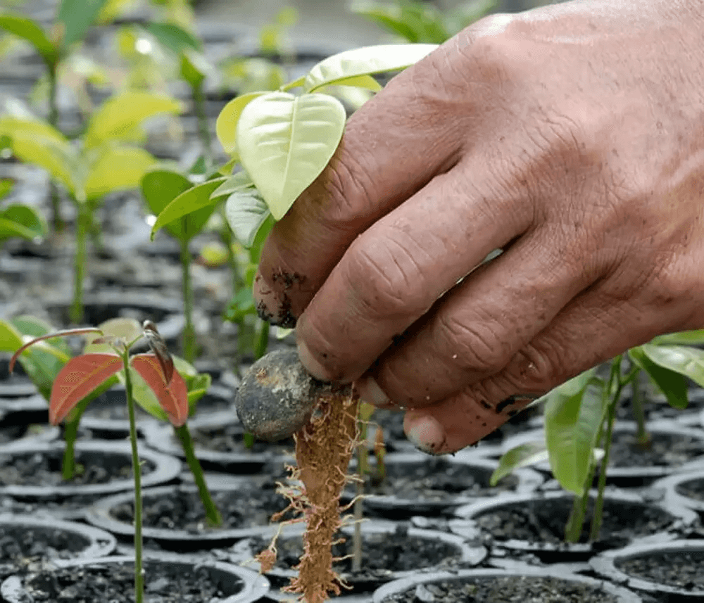 Person picking a growing plant