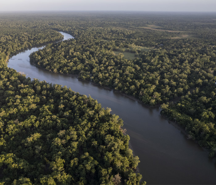 foto aérea de floresta densa com rio passando