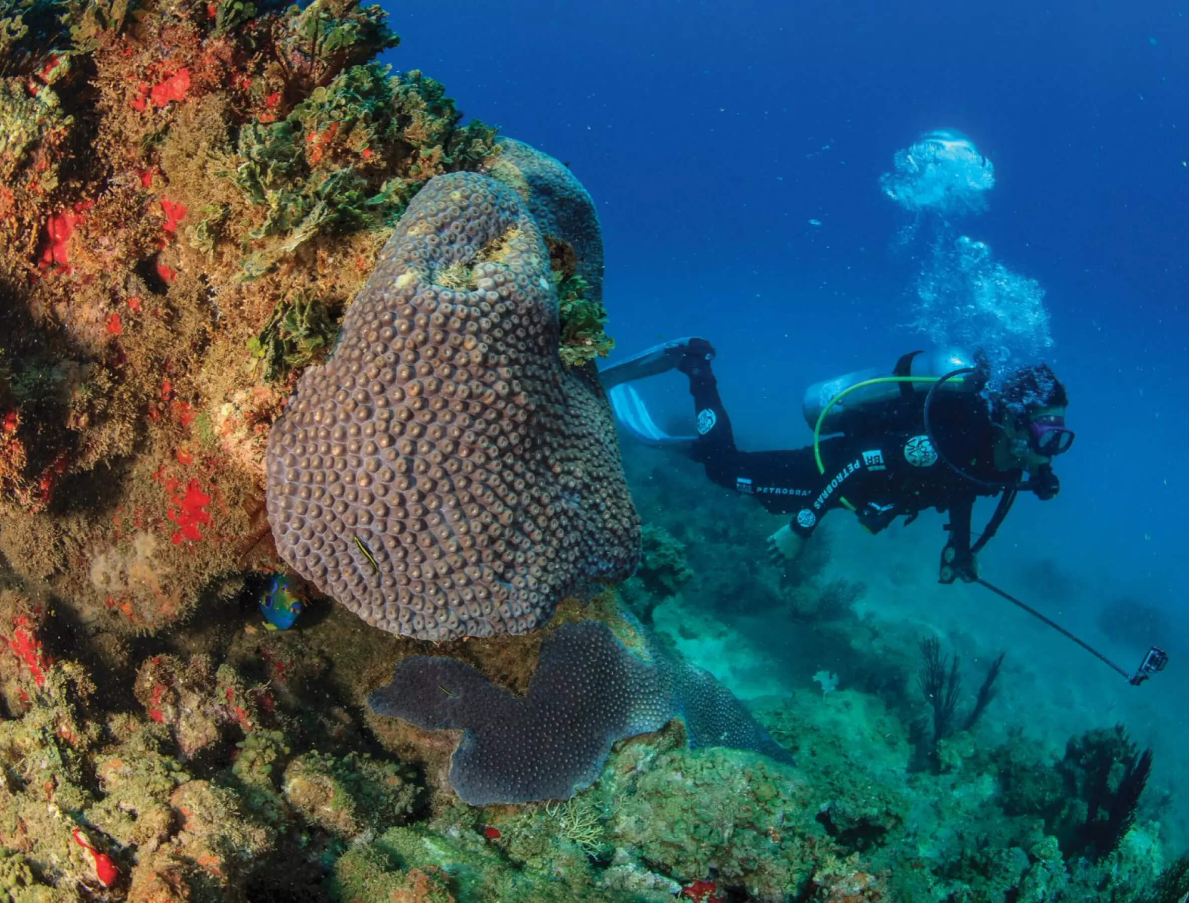 coral com mergulhador no fundo do mar
