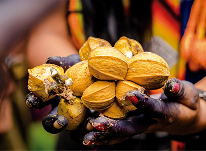 Mão segurando frutos da Amazônia.