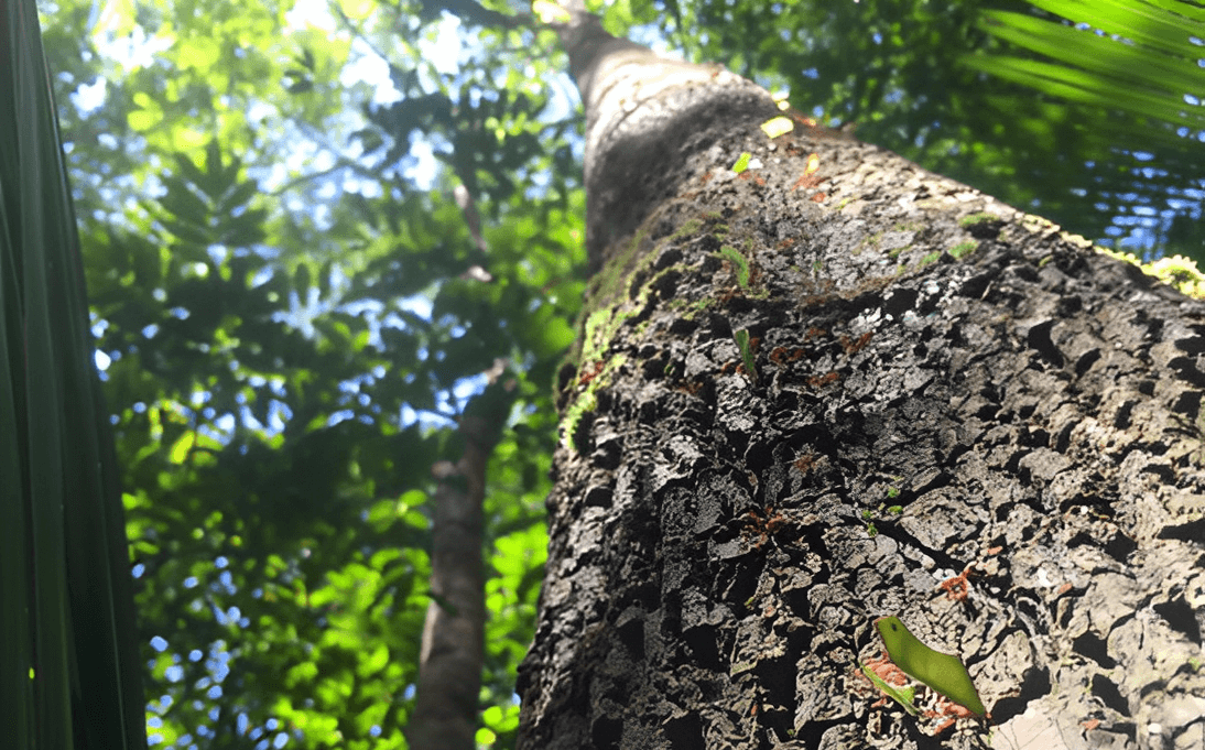 Tronco de árvore na floresta visto de baixo, com casca texturizada e folhagem verde ao fundo.