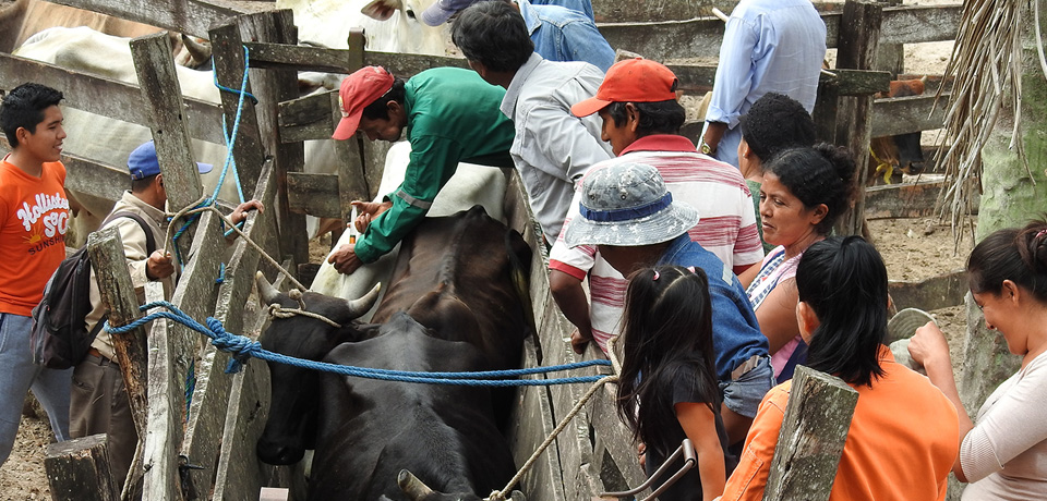 asistencia tecnica pecuaria